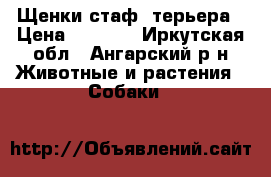 Щенки стаф. терьера › Цена ­ 3 000 - Иркутская обл., Ангарский р-н Животные и растения » Собаки   